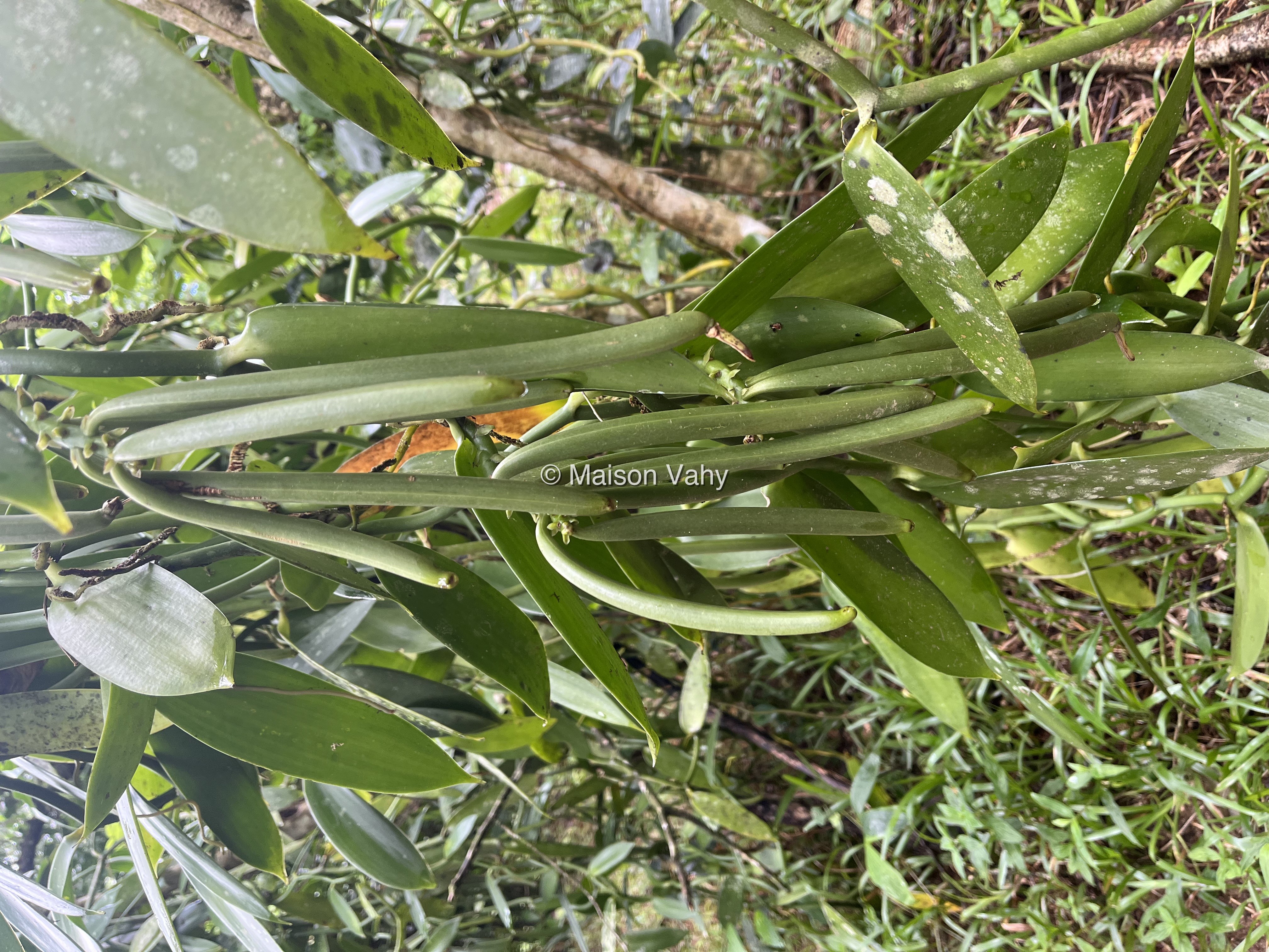 Plantation de vanille